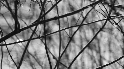 A blurry view of a sparkling river background  of tiny tree twigs. Stock Footage 109139340