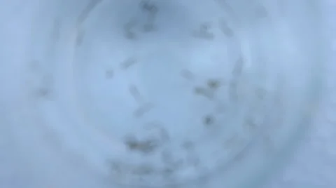 Blurry viruses or bacteria background Stock Footage 47307748