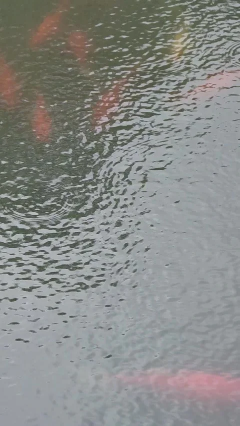 Blurry water surface moving koi carp goldfish pond with raindrops Stock Footage 248374711