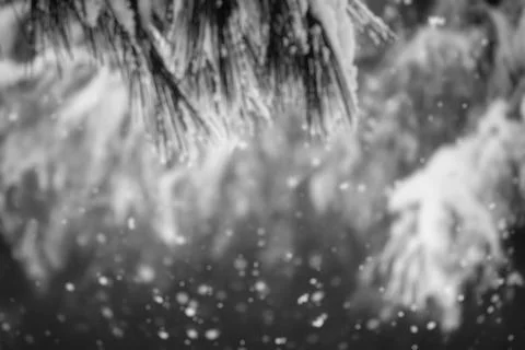 Blurry winter background with tree branch part and snowfall. Stock Photos