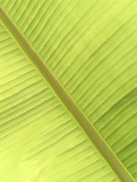 Blurs, diagonal abstract background, flowing shades of yellow-green, parallel Stock Photos