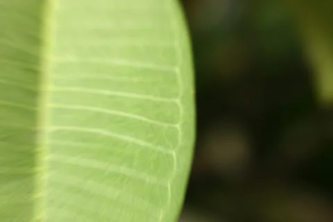 Blury focus of leaf background Stock Photos