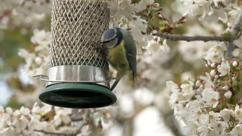 Blus tit 3 Parus caeruleus on feeder in cherry blossom Video stock 148504871