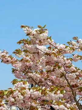 Blush Cherry Bloom against Cloudless Blue Stock Photos