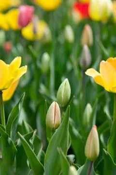 Blush Pink Tulip Bud Stock Photos