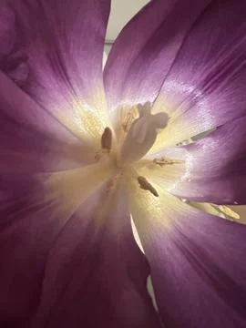 Blushed Tulip Stock Photos