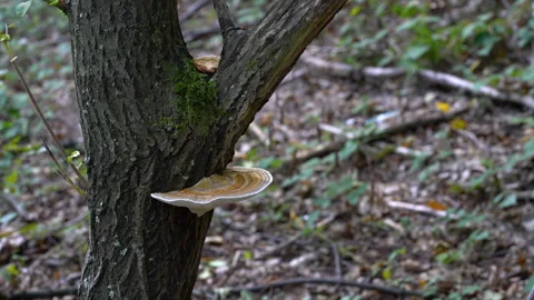 Blushing Bracket on the trunk of a tree (Daedaleopsis confragosa), parasite Video stock 288562160