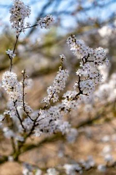 Blushing Cherry Blossoms in Spring 写真素材