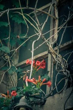 Blushing 스톡 사진