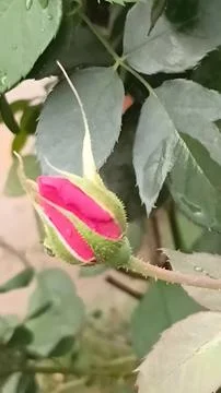 Blushing Rosebud Stock Photos
