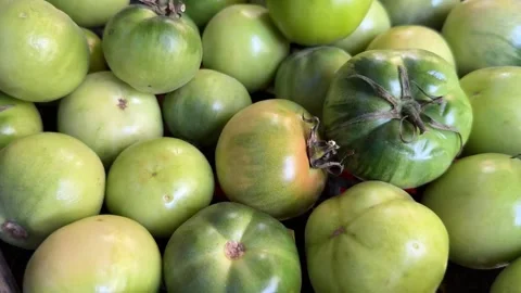 Blushing tomatoes are being prepared for international transportation camera Stock Footage 254795778