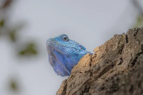 Blusse agama lizard - head only Stock Photos