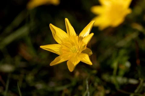 Blüte des Scharbockkrauts Stock Photos
