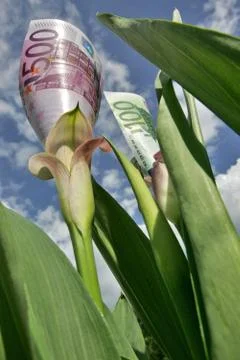 Blüten Stock Photos