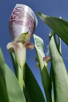 Blüten Stock Photos
