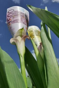 Blüten Stock Photos