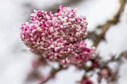 Blütenstand mit offenen Blüten des Winterschneeballs - Bodnant Viburnum Bl. Stock Photos