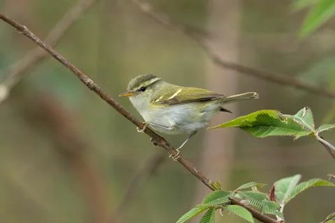 Blyth's Leaf-warbler, Phylloscopus reguloides, Mishmi Hills, Arunachal Prad.. Stock Photos