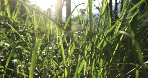 BM8I4478pr Stock Footage 159737783