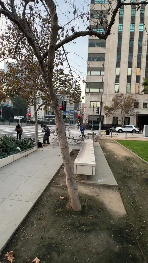 BMX Rider Knocks Tree Down on Streetwear Brand Owner, Los Angeles, California, U Stock Footage 325342673