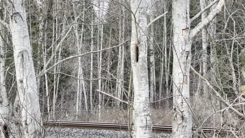 BNSF Freight Train Delivering Goods Stock Footage 164689613