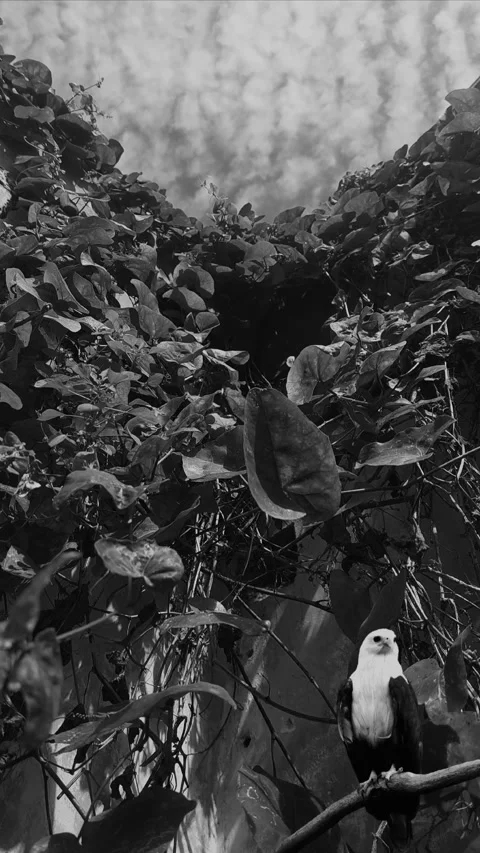 BNW Bird and Background, Vertical Stock Footage 303759248