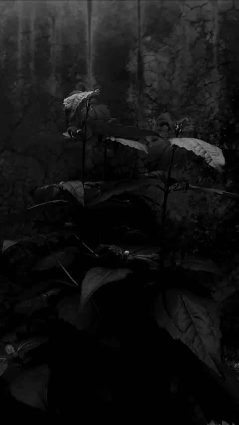 BNW Leaves, Vertical Stock-Footage 304055084