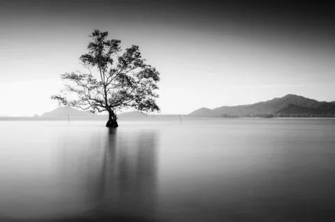 BNW Stock Photos
