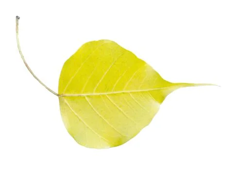 Bo leaf, Sacred fig or Ficus religiosa. on white, isolated background. with a Stock Photos
