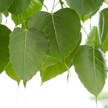 Bo leaves. Stock Photos