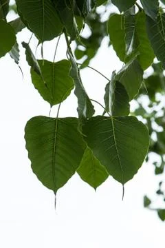 Bo leaves. Stock Photos