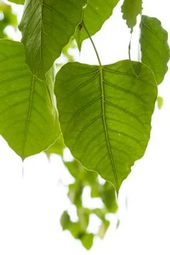 Bo leaves. Stock Photos