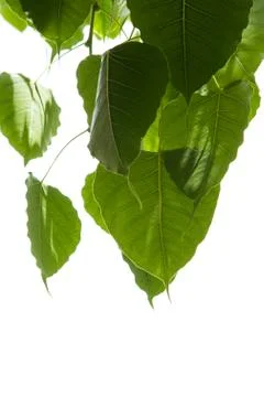 Bo leaves. Stock Photos