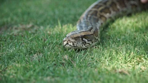 Boa 1 1 Stock Footage 122960590