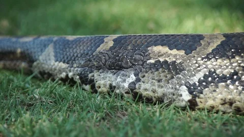 Boa 3 1 Stock Footage 122960615