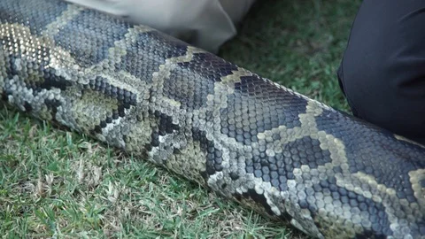 Boa 4 Stock Footage 122960693