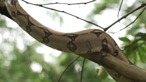 Boa 6 스톡 동영상 128574588