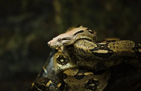 Boa on the branch Stock-Fotos
