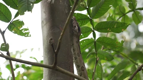 Boa climbs Stock Footage 128574589