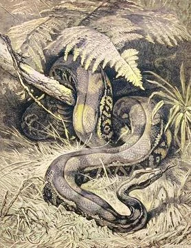 The boa constrictor also called the red tailed boa or the common boa strangler 스톡 일러스트