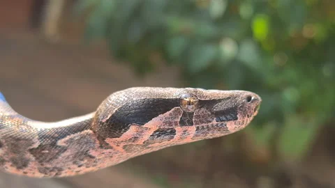 The boa constrictor (Boa constrictor), also called the red-tailed boa or the com Stock Footage 160277266