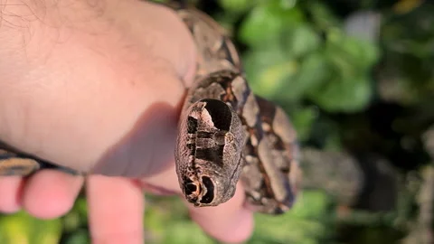 The boa constrictor (Boa constrictor), also called the red-tailed boa or the com Stock Footage 160476209