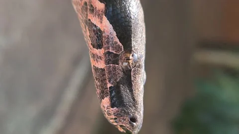 The boa constrictor (Boa constrictor), also called the red-tailed boa or the com Stock Footage 160476295