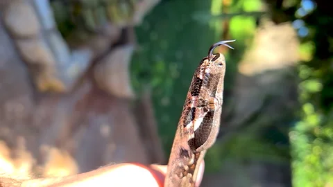 The boa constrictor (Boa constrictor), also called the red-tailed boa Stock Footage 160559438