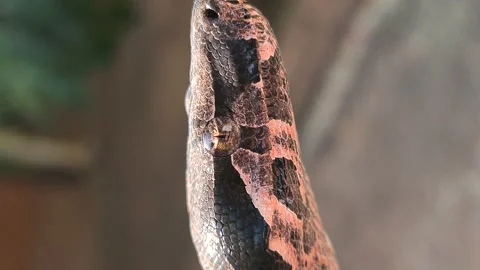 The boa constrictor (Boa constrictor), also called the red-tailed boa Stock Footage 163971188