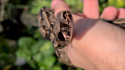 The boa constrictor (Boa constrictor), also called the red-tailed boa Stock Footage 163971234