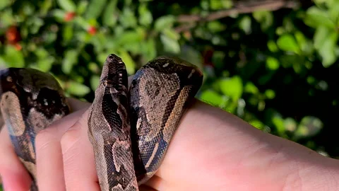 The boa constrictor (Boa constrictor), also called the red-tailed boa Stock Footage 163983416