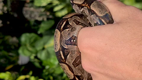 The boa constrictor (Boa constrictor), also called the red-tailed boa Stock Footage 163983678