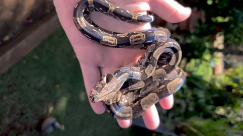 The boa constrictor (Boa constrictor), also called the red-tailed boa Stock Footage 164000147