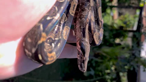 The boa constrictor (Boa constrictor), also called the red-tailed boa Stock Footage 164000362